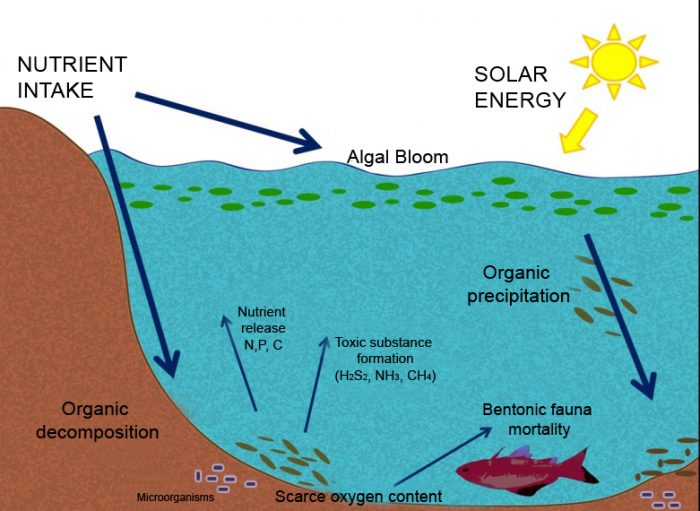 Eutrophication and Aquiculture easy diagram of the nitrogen cycle 